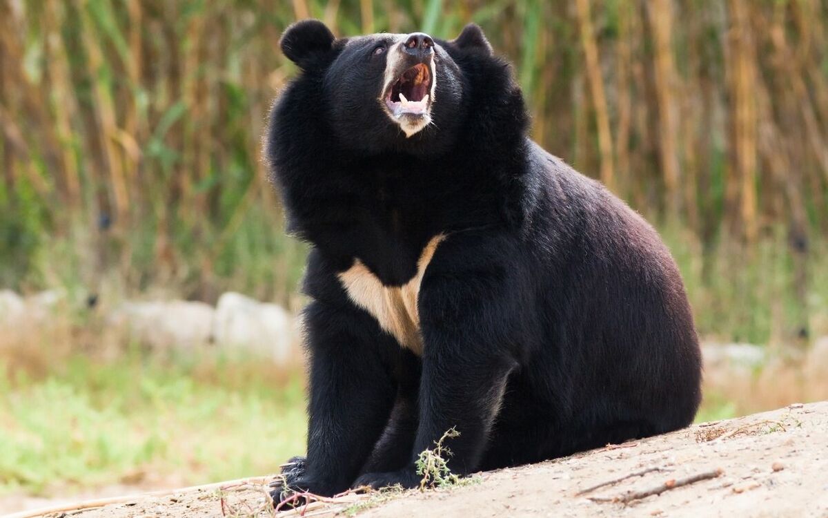 死んだふり10分後 立ったら顔を殴られ重傷 山中で熊と遭遇したときの最善の対処法とは 文春オンライン