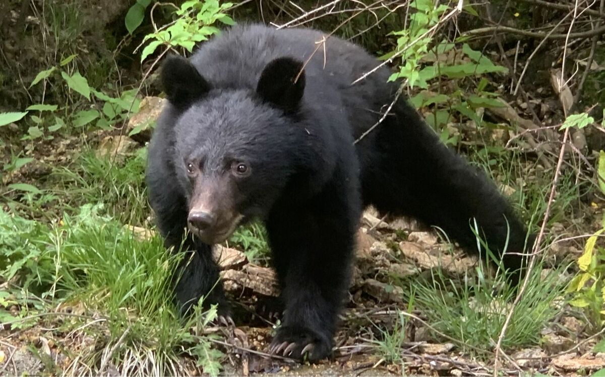 救急隊員が「地面に落ちていた鼻を…」路上でクマに襲われた男性は“顔のほとんどを失う”事態に…クマが顔面を狙う事件の“衝撃” | 文春オンライン