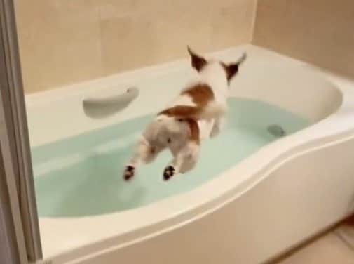 華麗なフォームで飛び込み！ お風呂が大好きすぎる犬のはしゃぎっ