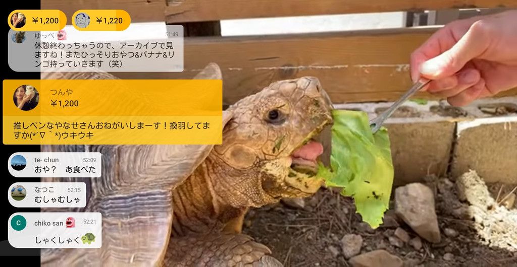 写真](2ページ目)「トラに『ちゅ〜る』をあげたら？」動物園や水族館 