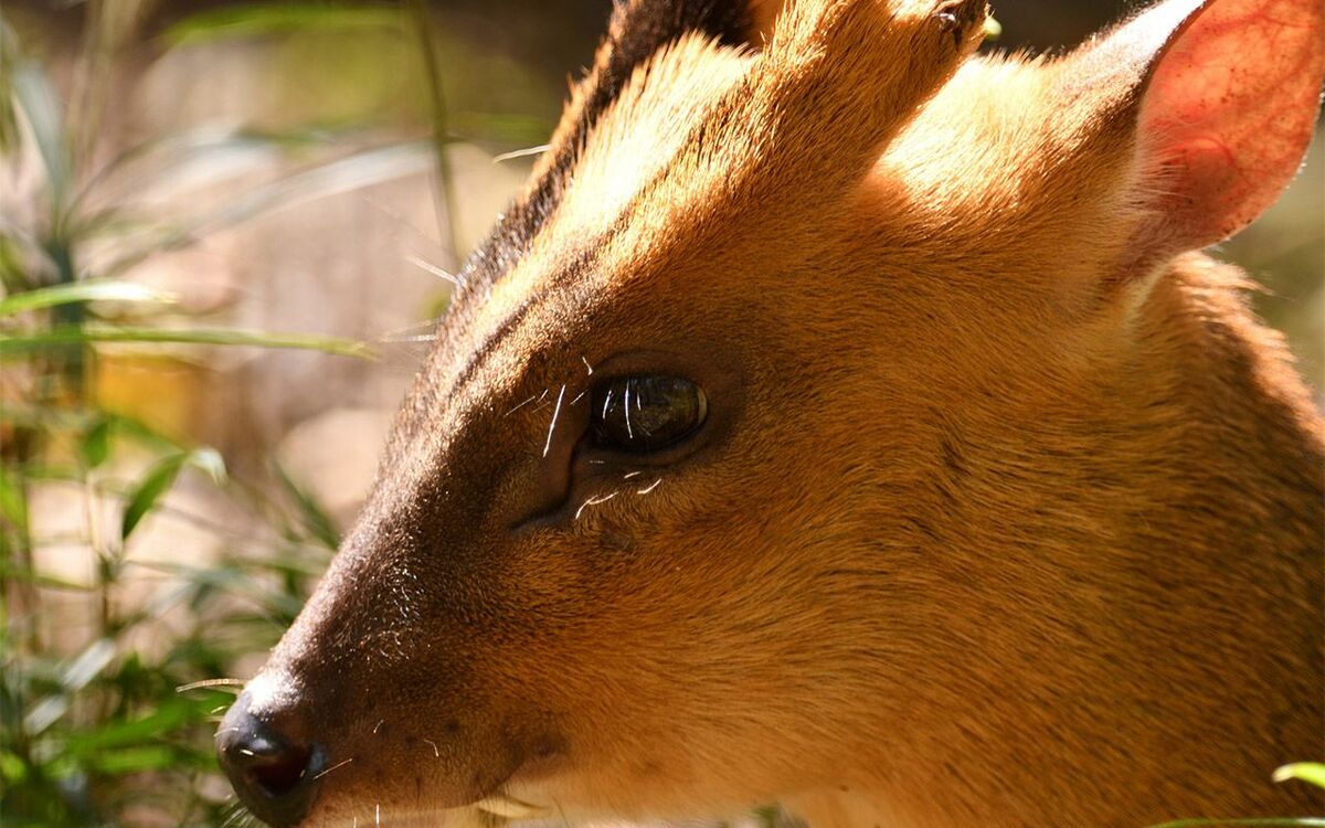 動物園から逃げ出した個体が、いまや8万匹に…千葉県で爆発的に繁殖する「謎の草食獣」の正体 | 文春オンライン