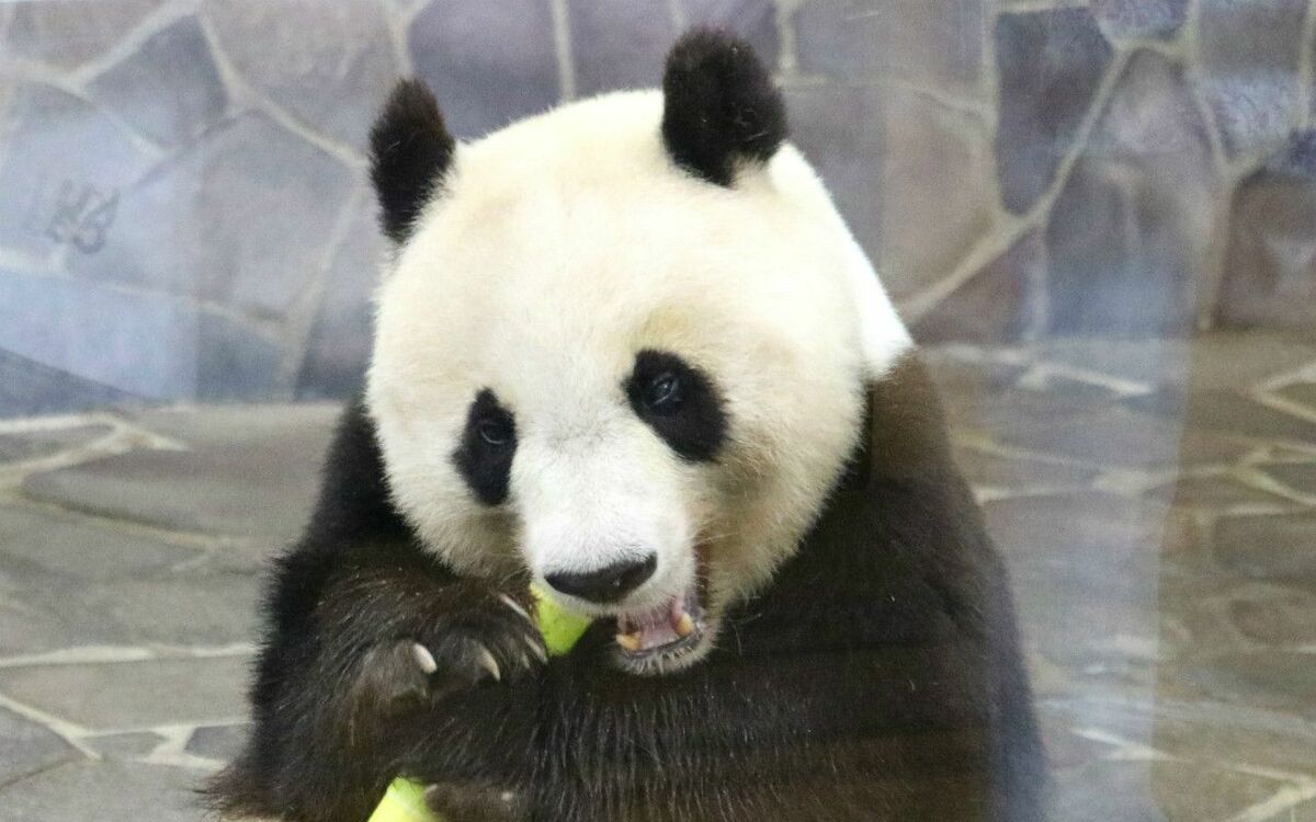 パンダのタンタン リズムでともだち イワヤ パンダのタンタン リズムで