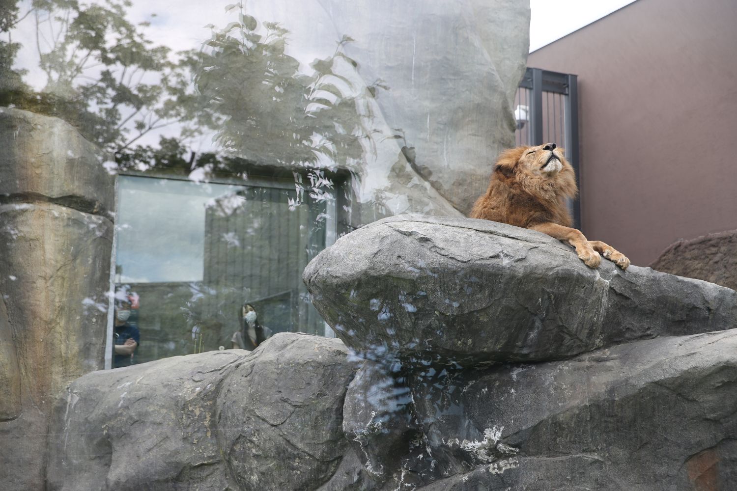 写真 2ページ目 札幌 円山動物園 ちょっと退屈 していたオランウータンと人間との 信頼の物語 文春オンライン