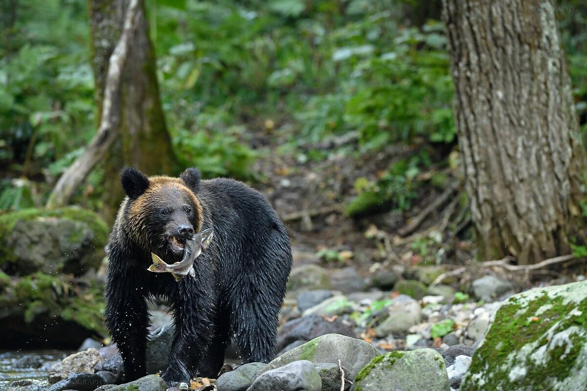 [写真](9ページ目)クマ遭遇対処法：ヒグマvsツキノワグマ、プロカメラマンが語る共生【インタビュー】 | 文春オンライン