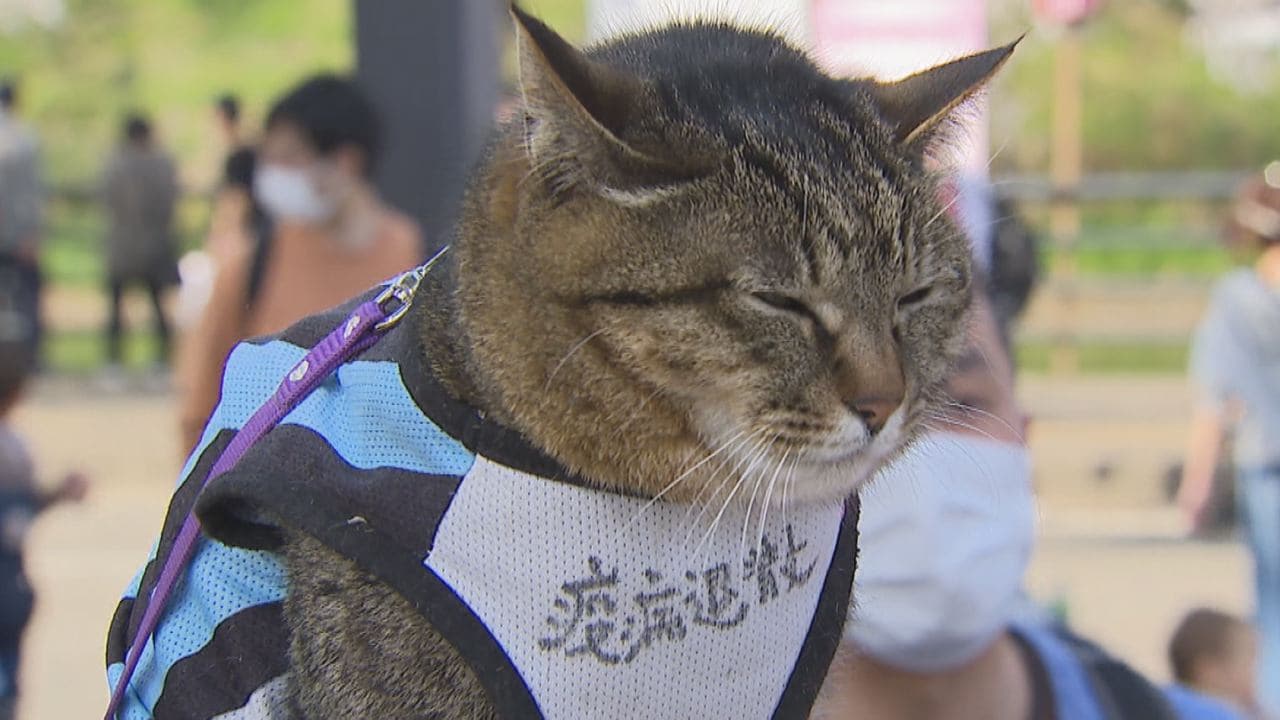 ネコ好き必見 桜満開の公園に突如現れた“アイドルネコ”…その正体は