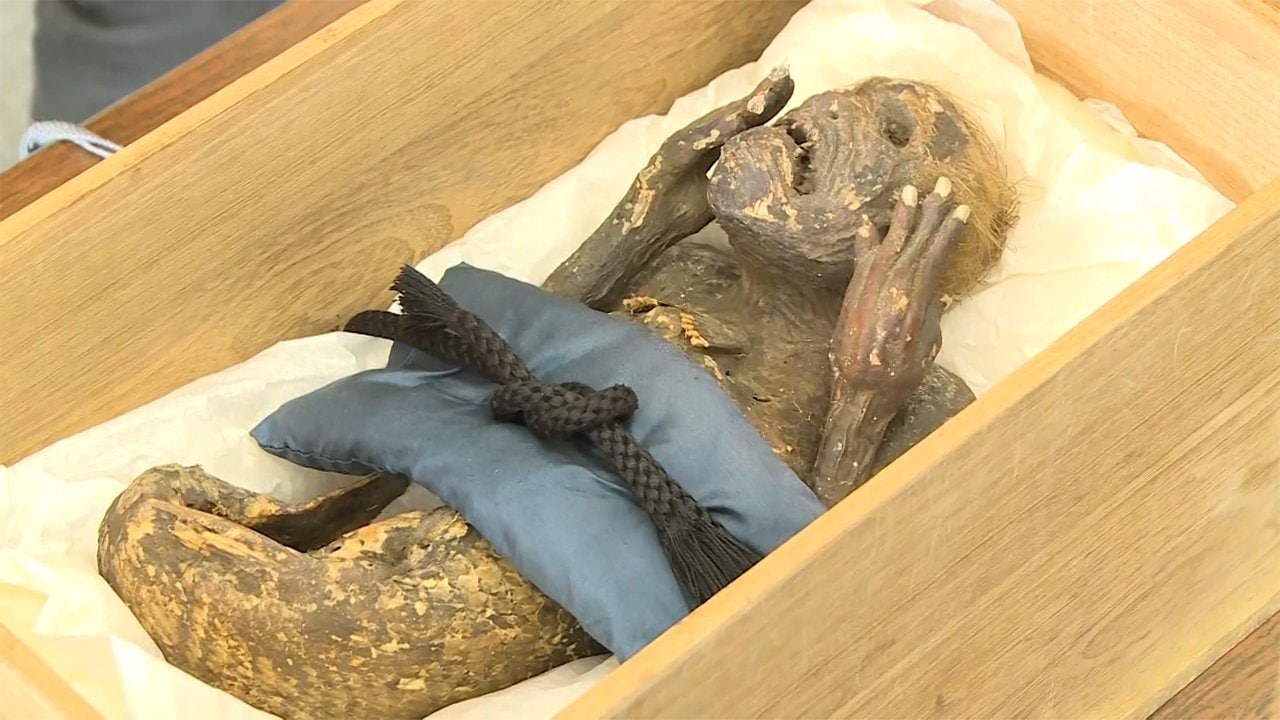 体毛にはキューティクル…「人魚のミイラ」分析結果の中間報告 待たれる