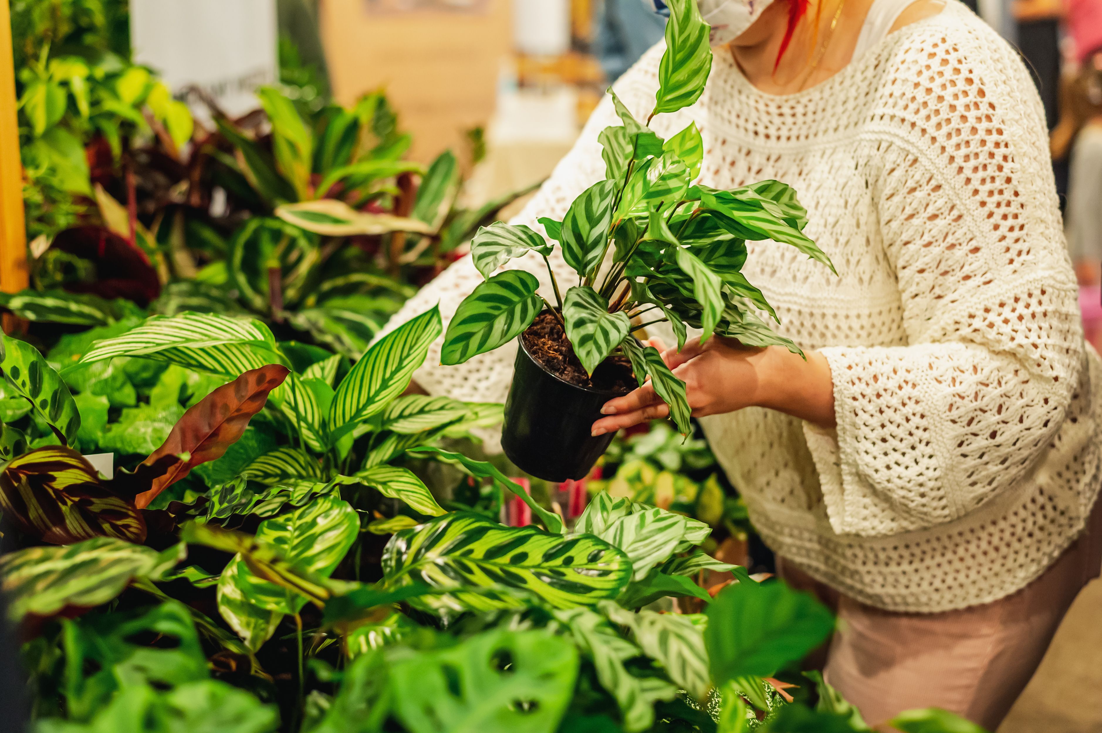 観葉植物の葉を切り取る高齢者 スカートを下から覗こうとする男 従業員が目撃した ホームセンターのヤバい客 文春オンライン Goo ニュース