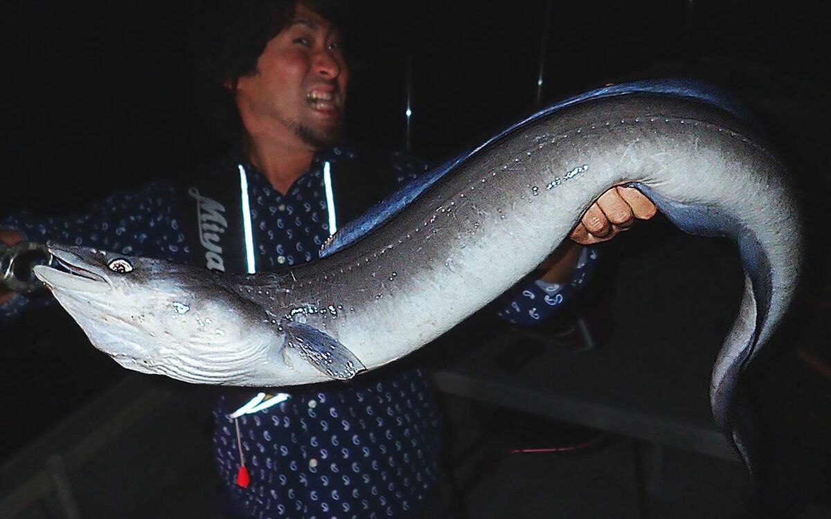 蒲焼の ポスト ウナギ候補 を探して地球の裏側まで 文春オンライン