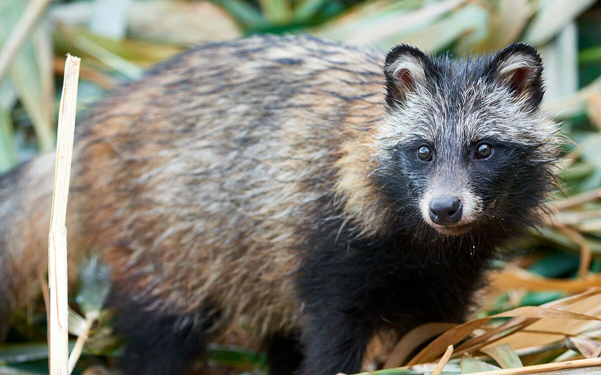 これからのタヌキの話をしよう」オックスフォード卒・動物ハカセの白熱
