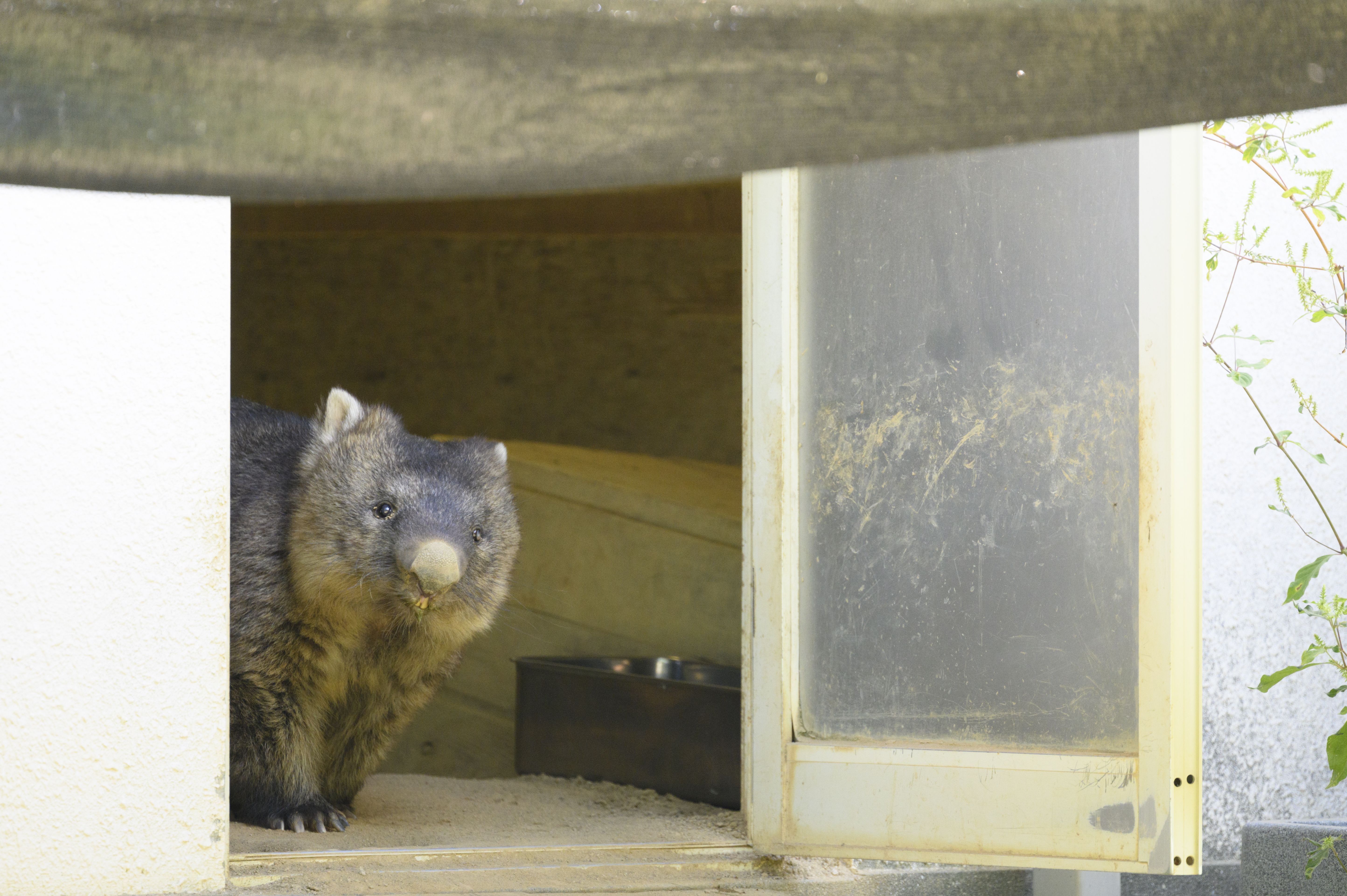 市役所に 特別課 まで発足 日本に6頭しかいない 可愛すぎる珍獣 ウォンバットを知っていますか 文春オンライン 呼んだ とばかりにひょっこりと顔を出 ｄメニューニュース Nttドコモ