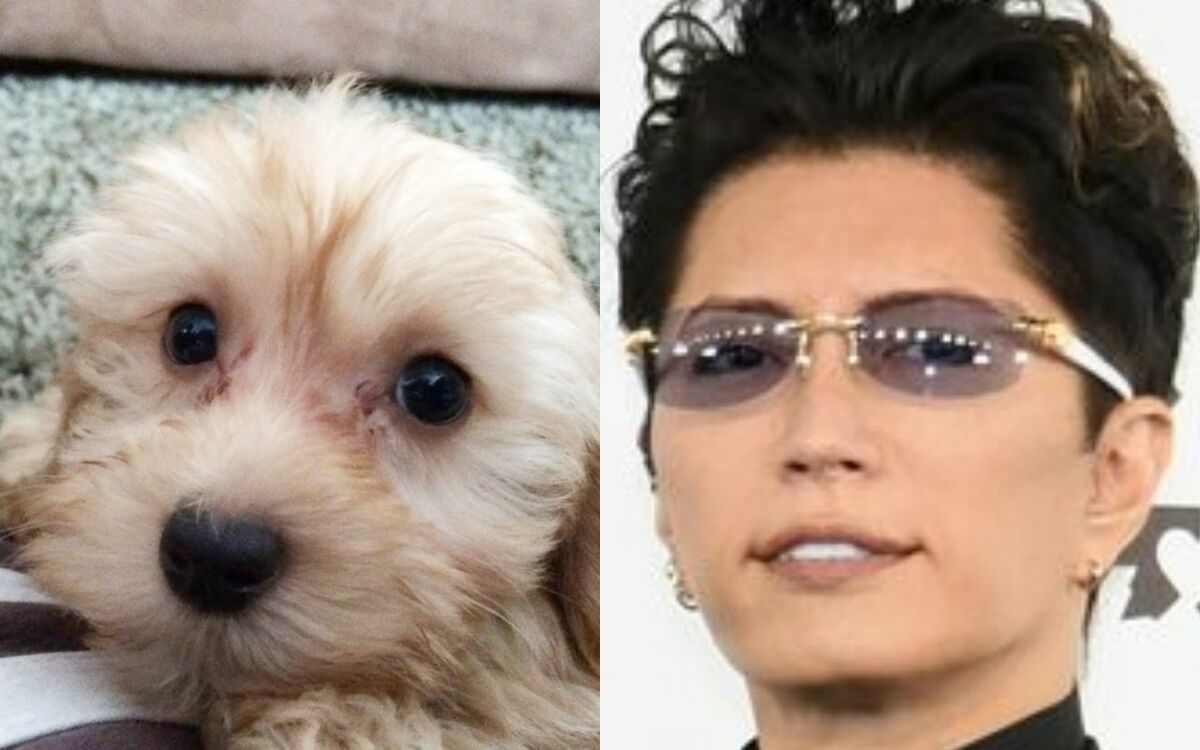 3ページ目)【愛犬譲渡でGACKTが炎上中】「大きくなったら処分してる