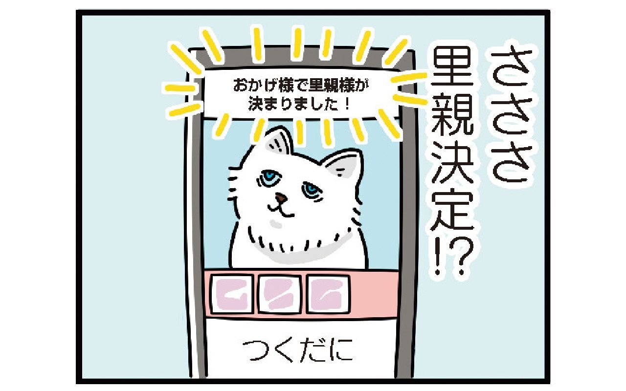 猫見たさにやってきた若者に見えただろうなって 譲渡会にお見合い 代作家が保護猫を引き取るまで 文春オンライン