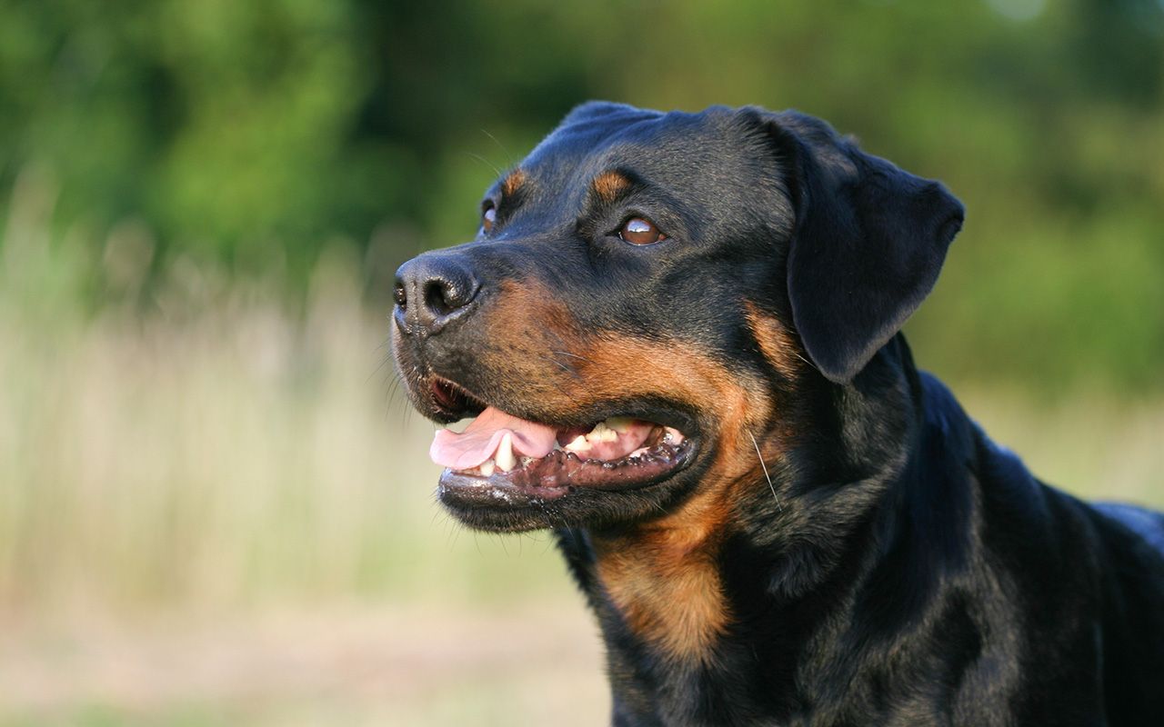 犬に顔を噛まれて33針縫った女性 の嘆き 愛犬家の過信が招く最悪の結末 文春オンライン