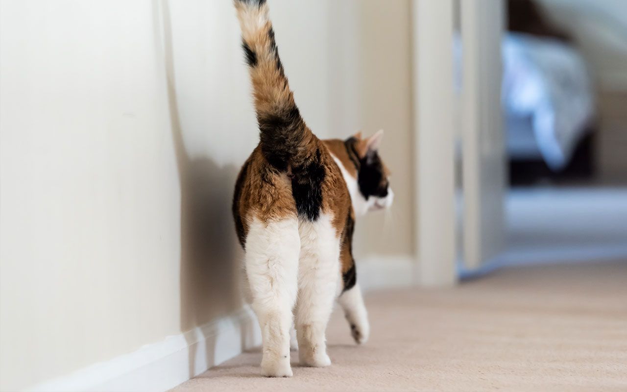 猫がしっぽをピンと立てて近寄ってきたら何の合図 しっぽの動きで猫の気持ちを知る方法 文春オンライン