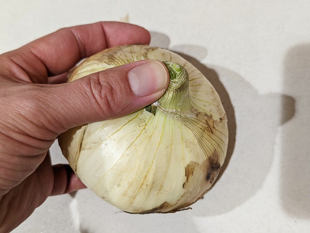 写真 9ページ目 八百屋歴10年超のプロが明かす 美味しい春野菜 を見極める 意外なポイント とは 春キャベツ 長芋 新玉ねぎ あなたの野菜選びは 論外 かも 文春オンライン