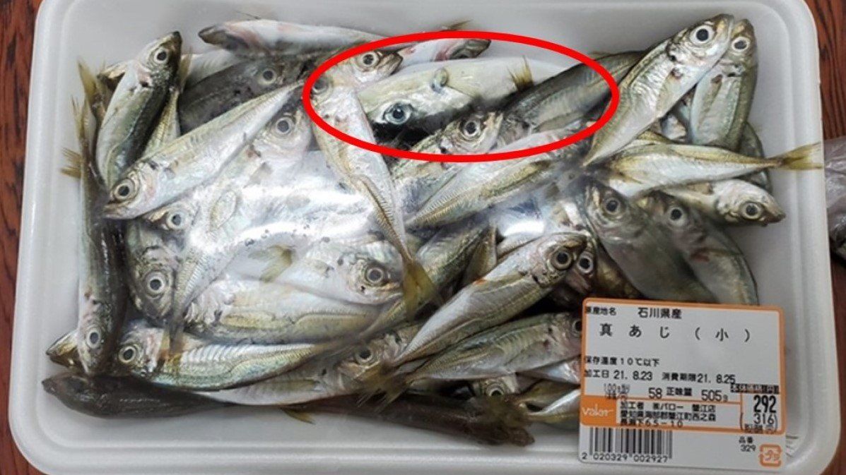 アジのパックに フグの稚魚 が1匹 スーパーでの混入はなぜ起きたのか 店は 形が似ていてチェック漏れの可能性 と説明 文春オンライン