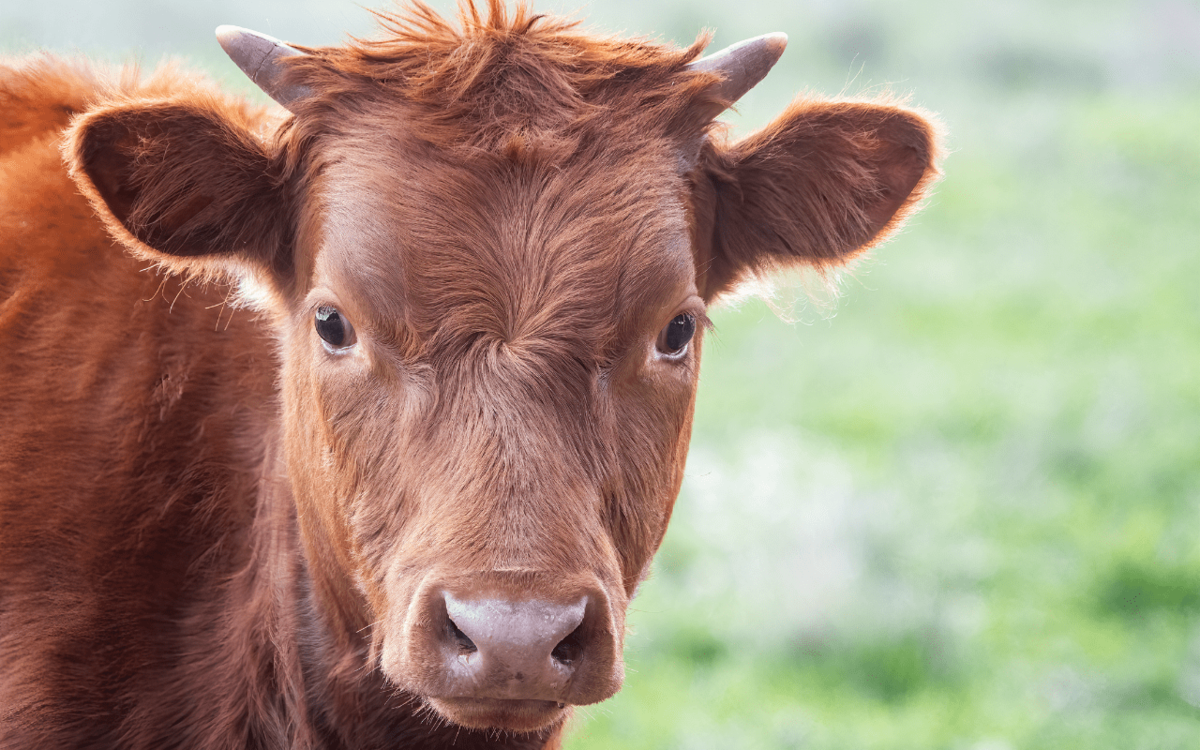 身長160センチくらい シャツのようなものを着て 禁止されている林道を通ったら 牛人間 に呪われた男 東大出身者の実話体験談 怖い話 が読みたい 文春オンライン