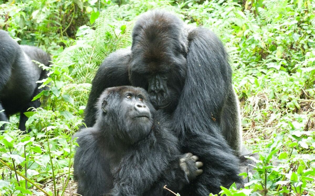 「二股をかけてアプローチ」「高齢のメスがモテるんです」2頭のゴリラがカメラの前で絡み合い…日本人写真家が目撃した“野生ゴリラたちの性事情” | 文春オンライン