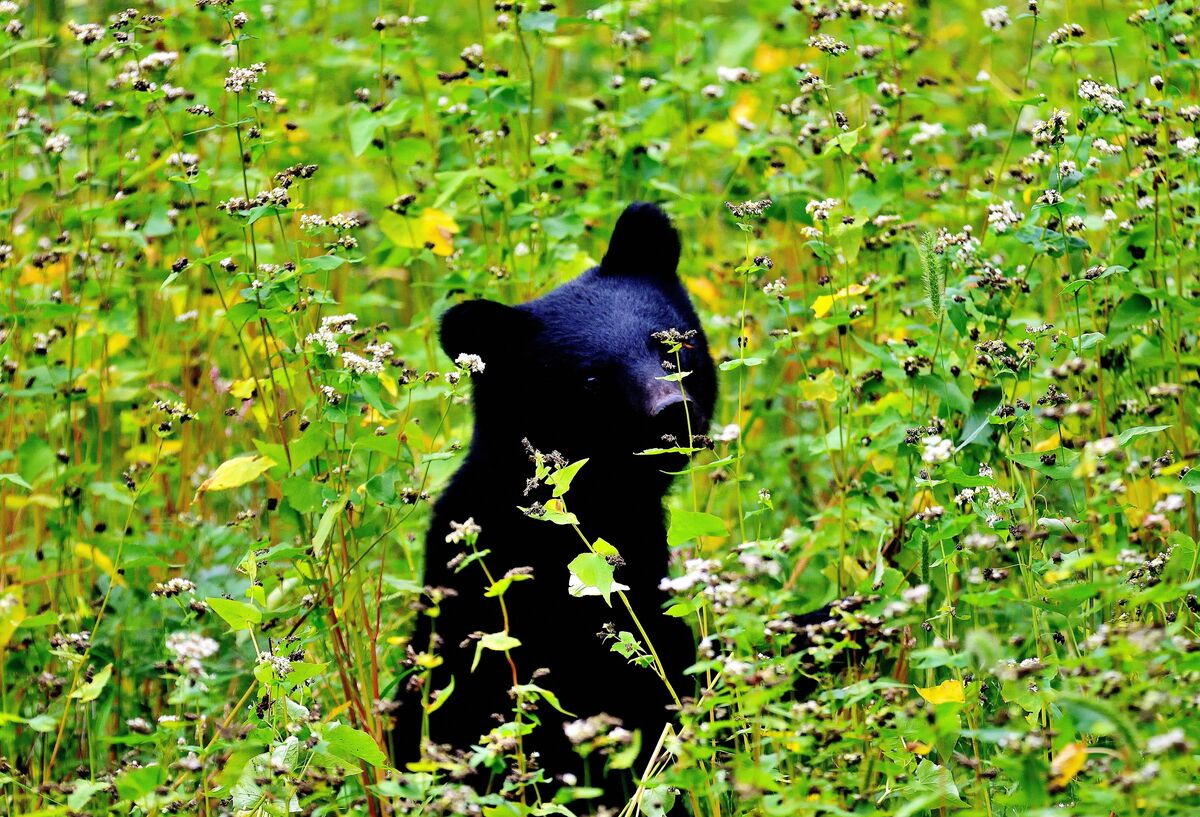 写真](10ページ目)「クマとの間合いのとり方はわかっている」研究歴50年の米田一彦（74）が語る“人里でのクマ出没が増えた理由”とは |  文春オンライン