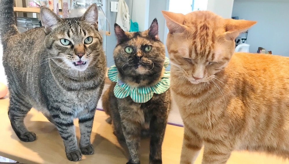 めっちゃクレームがきた 叱られた仲間をかばう猫の絆が素敵 表情豊かな3匹の関係を飼い主に聞いた 文春オンライン