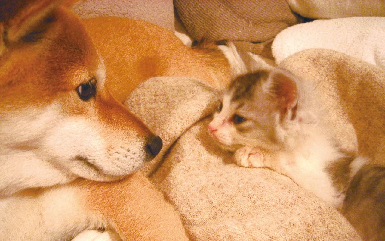 かわいい写真多数 やさしい豆柴の姉とやんちゃな捨て猫の弟 いやしの9年 文春オンライン