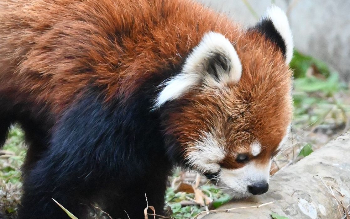 写真多数 あのブームから15年 レッサーパンダ 風太くん の 意外すぎる今 を追ってみた 文春オンライン