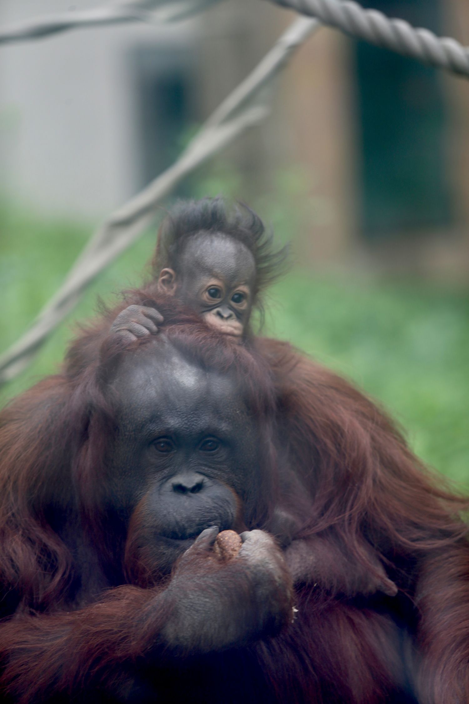 写真 4ページ目 本当に映った 信じられない 札幌 円山動物園 オランウータンと人間との 奇跡の物語 文春オンライン