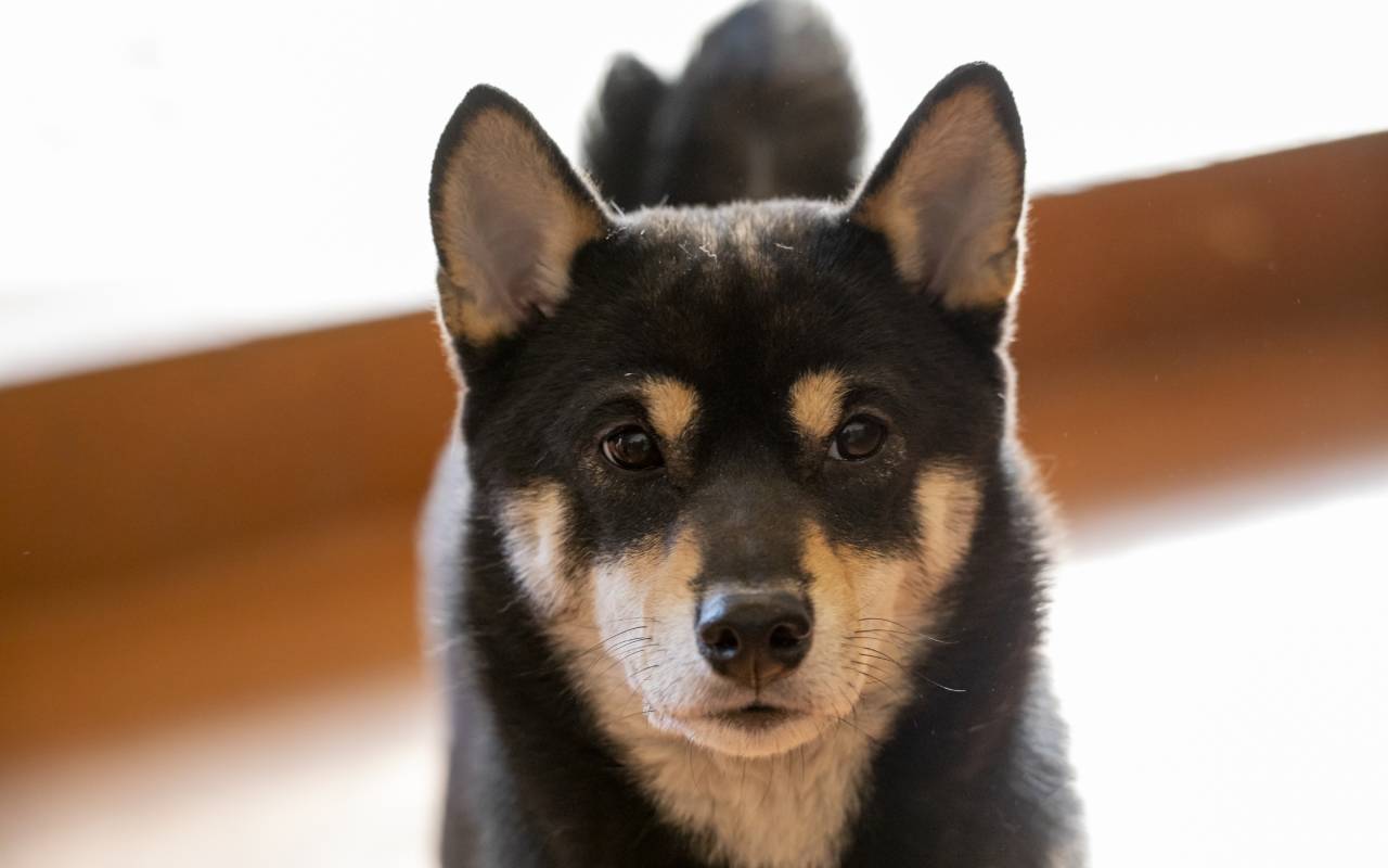 ベンチの下には遺体が遺棄されていた 吠えると 何かが起こる 飼い犬には何が見えていたのか 文春オンライン