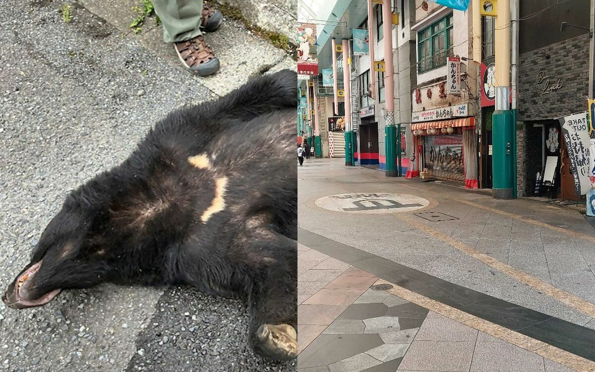 「隣人かと目をやると、わずか10m先にクマが!」商店街を熊が疾走した宇都宮で、市民生活に何が起きていたか? | 文春オンライン