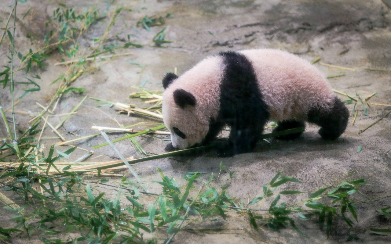 池上さん 上野動物園のパンダ シャンシャン は なぜ中国に帰らなければいけないの 文春オンライン