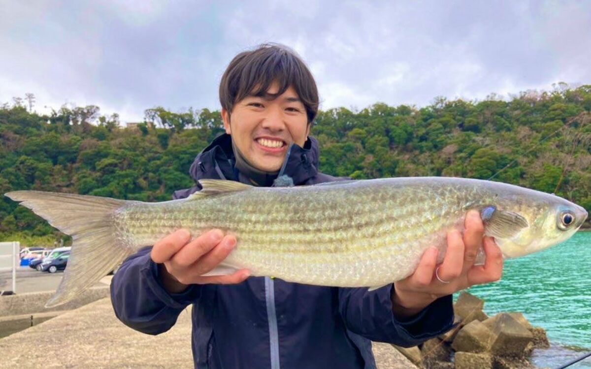エイ ボラ ウミヘビ 釣り人に嫌われる外道の ゲスト魚 は美味しいのか 検証してわかった驚きの結果 文春オンライン