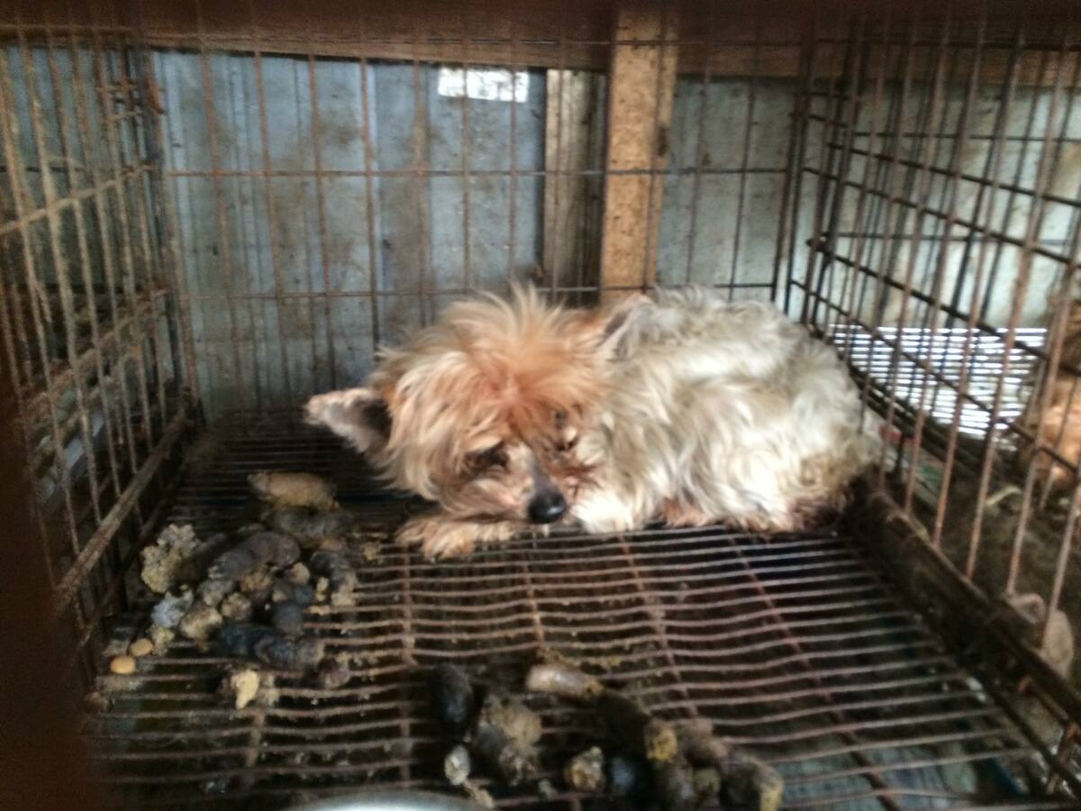 [写真](9ページ目)「400匹の犬猫を過密飼育して繁殖」「売れ残ったペットの糞尿掃除もせず…」 ‟商品”として酷使されるペットの悲惨な“実態 ...