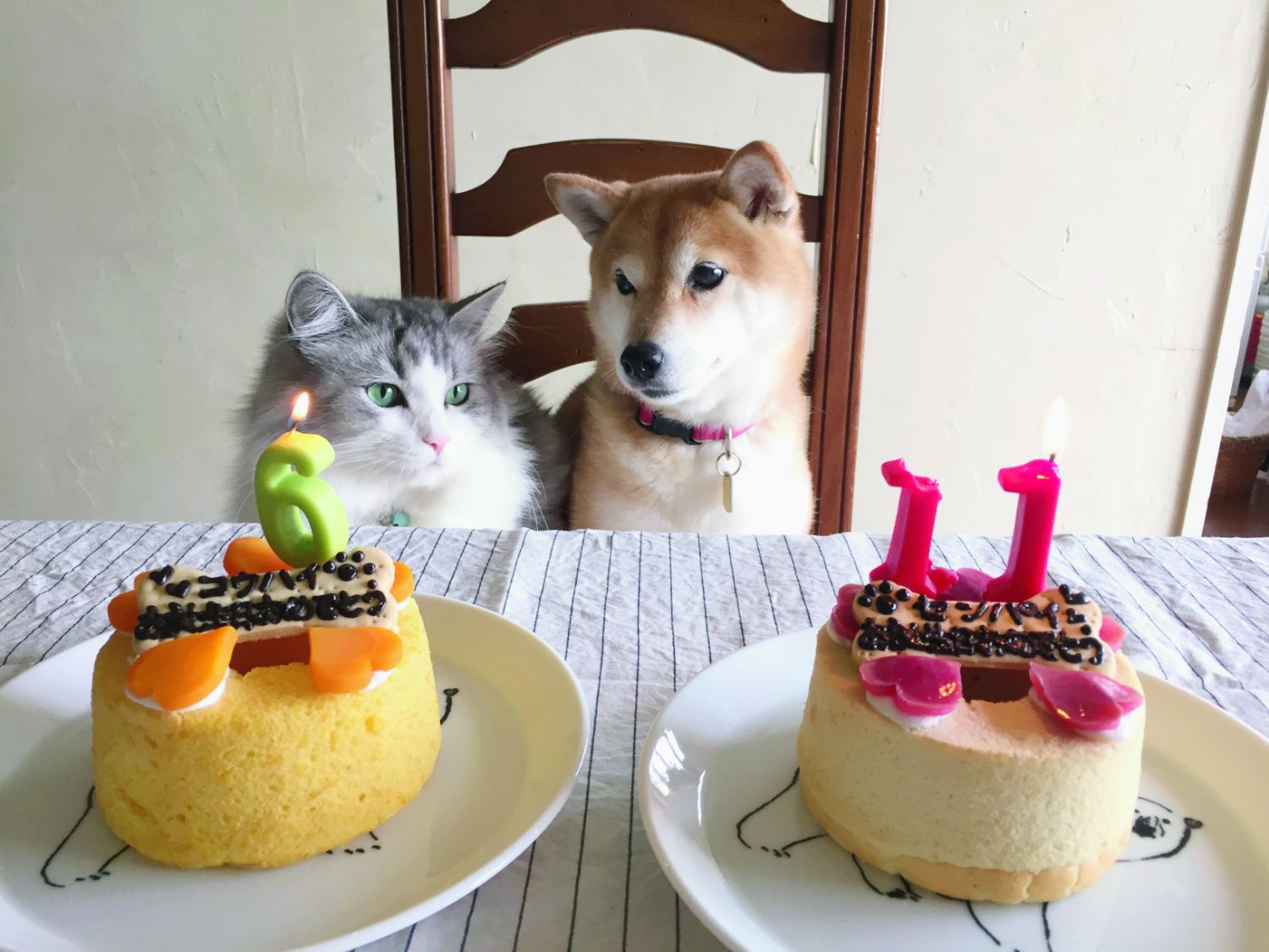 写真 5ページ目 かわいい写真多数 やさしい豆柴の姉とやんちゃな捨て猫の弟 いやしの9年 文春オンライン