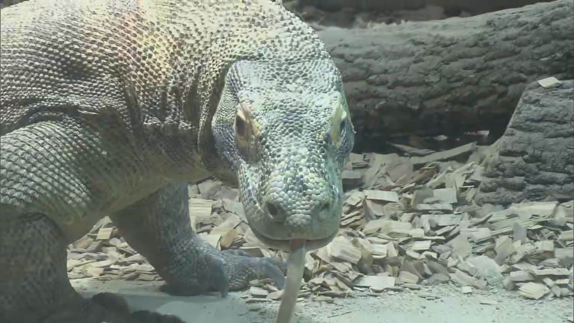 ネズミを一瞬で丸飲みに…『コモドドラゴン』東山動植物園で23日から