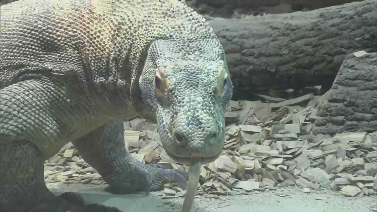 ネズミを一瞬で丸飲みに…『コモドドラゴン』東山動植物園で23日から一般公開 巨体揺らし時速20kmで走ることも | 文春オンライン