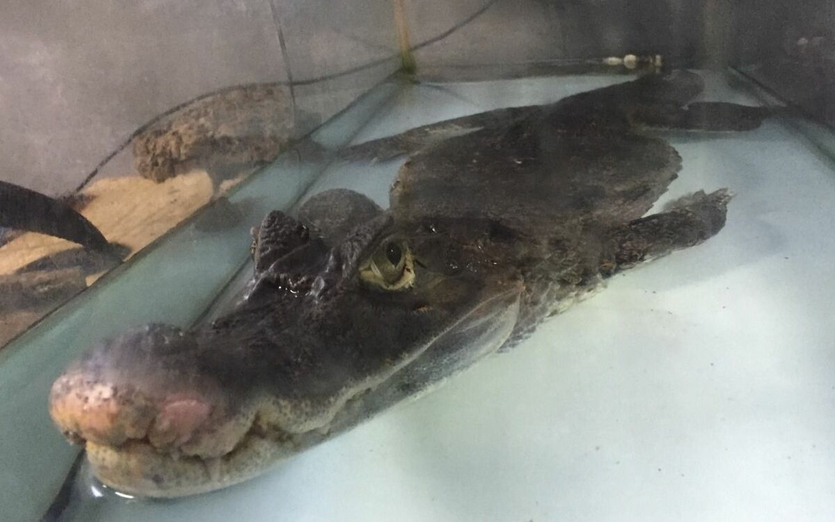 ワニ カイマン アリゲーター 頭部 ワニの種類｜クロコダイル