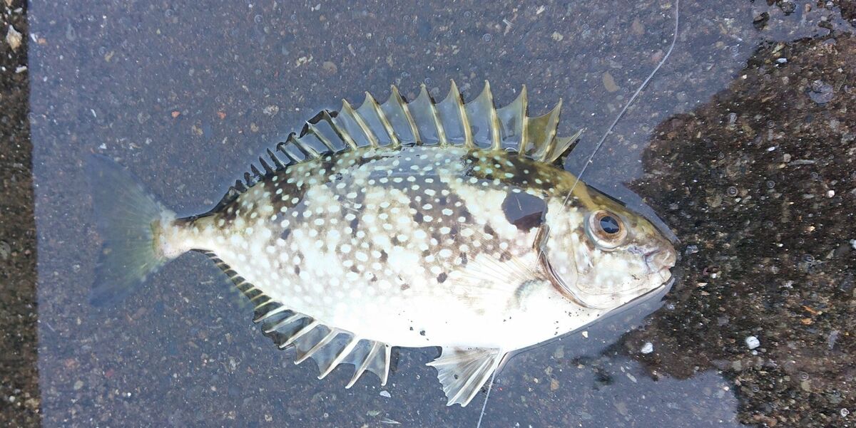 釣り人から嫌われる毒魚「アイゴ」 “ヤバい激臭”を放つ内臓ごと食べてみた | 文春オンライン