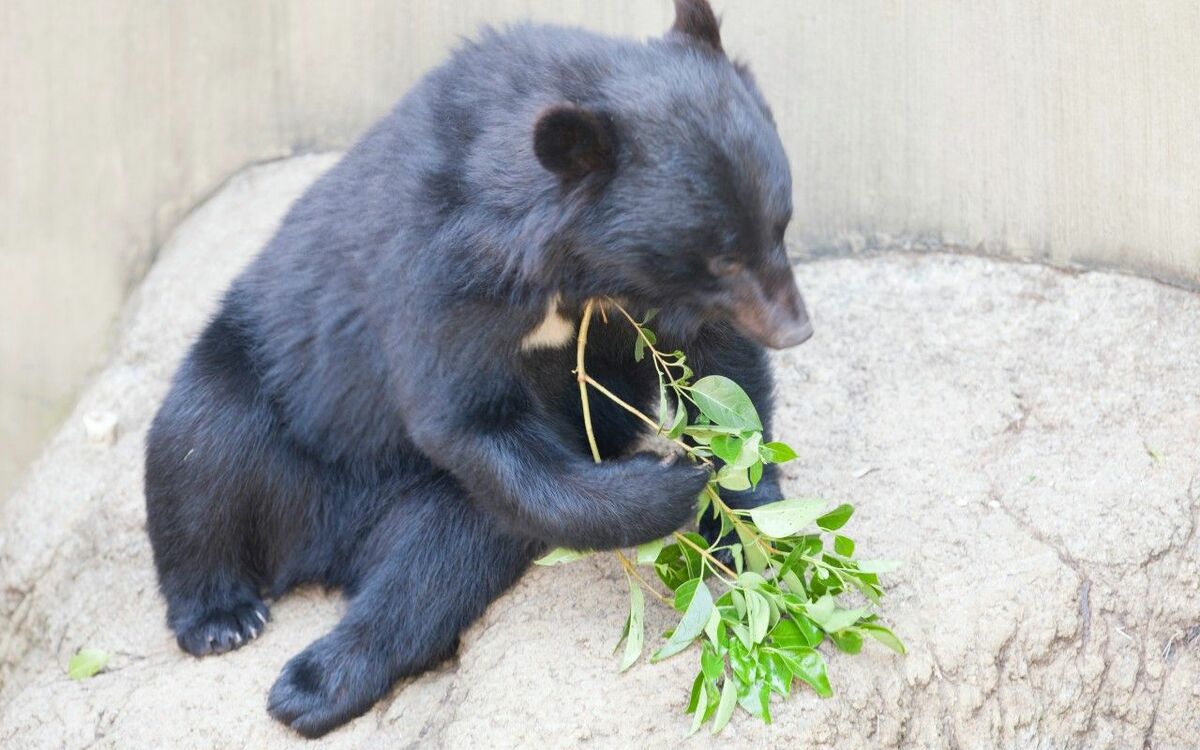 日本列島で唯一クマが絶滅した“九州”に続き、クマがいなくなる地域とは 