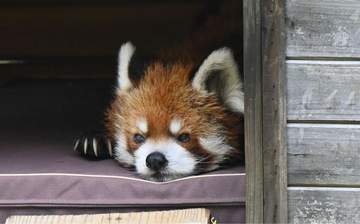 目はほぼ見えず、歯も抜けた…それでもレッサーパンダ風太くんが“愛され続ける”納得のワケ《平均寿命の約2倍》 | 文春オンライン