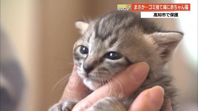 本当に残酷」赤ちゃん猫4匹をポリ袋に入れてゴミ捨て場にu2026コロナ禍で 