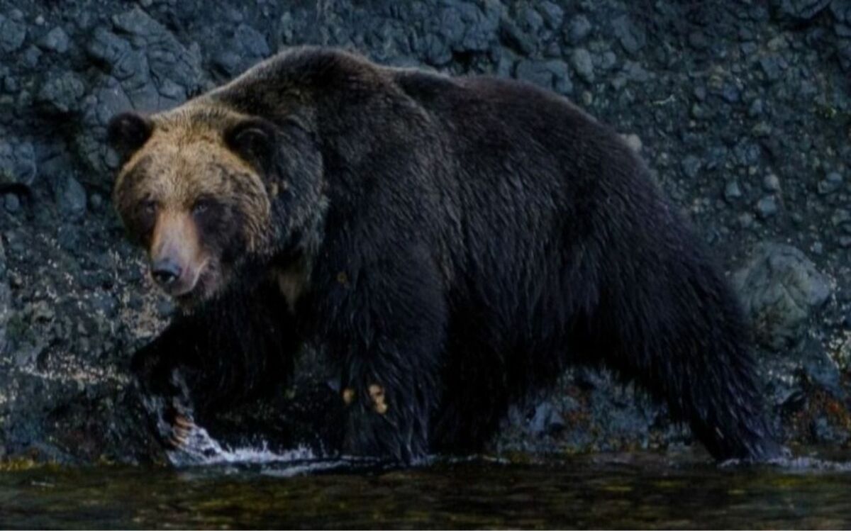 “そろそろ冬眠”のはずなのにクマ被害が止まらない…いったいなぜ？ 専門家が「このままでは問題は解決しない」と断言するワケ | 文春オンライン