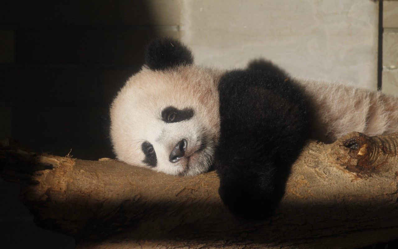 シャンシャン誕生秘話 園長の自宅前に記者が張り込み パンダ以外ありえない 文春オンライン