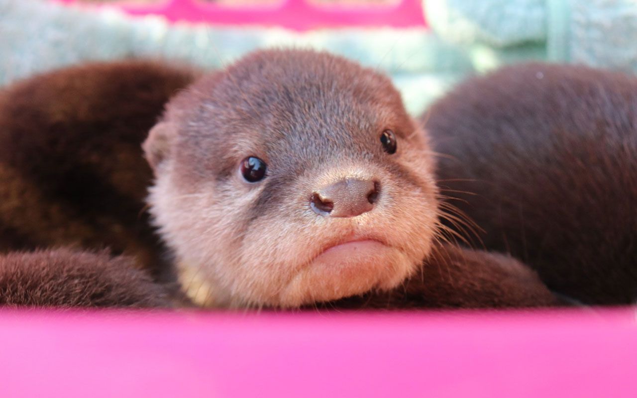 桂浜水族館・コツメカワウソ誕生お祝い「授乳が始まると、お父さんは