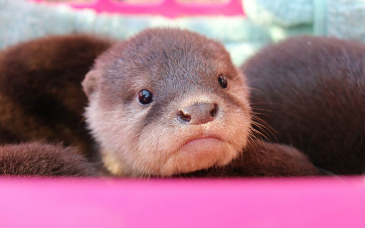 3ページ目)桂浜水族館・コツメカワウソ誕生お祝い「授乳が始まると、お父さんはどうしていいかわからず…」 | 文春オンライン