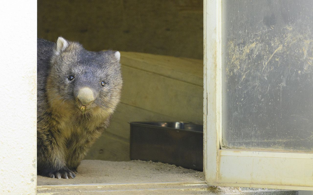 市役所に“特別課”まで発足…「日本に6頭しかいない」可愛すぎる珍獣  