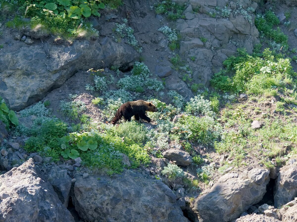 写真](19ページ目)「ついに“幽霊”の足跡を捉えた！」神出鬼没の