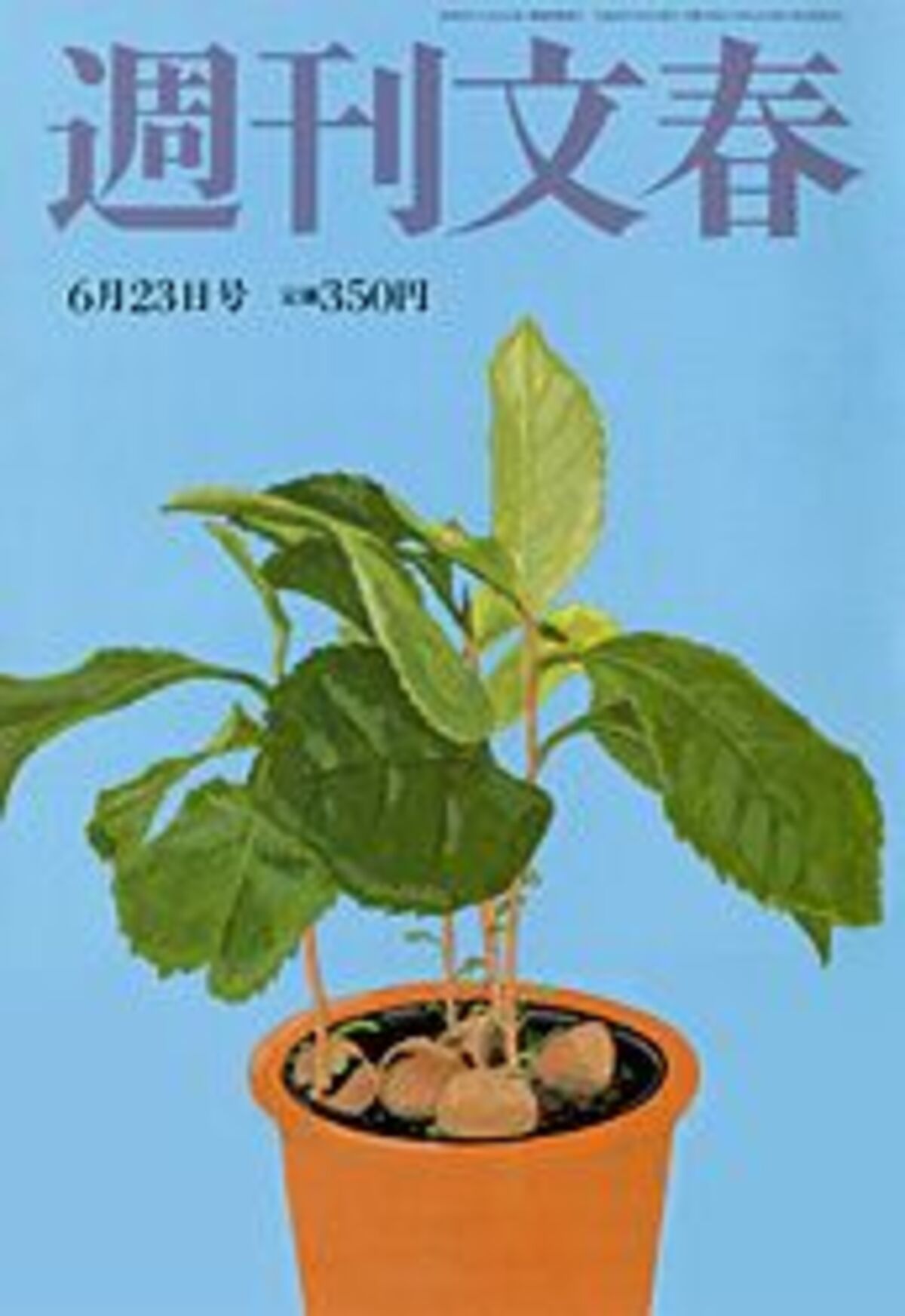 野田好子、【静物】、希少な額装用画集より、新品額装付 野田佳彦財務相 摘発美容外科創業者から「政治献金」 2011年6月23日号