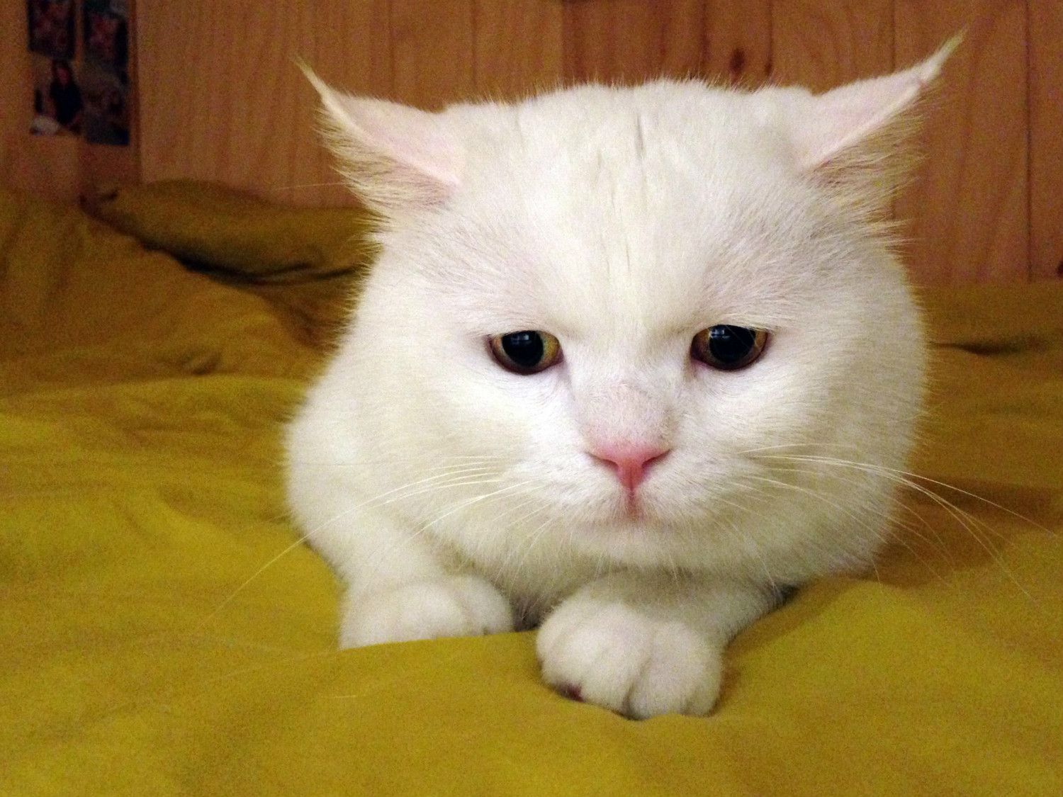 [写真](4ページ目)捨て猫「ヒック」が韓国でいちばん有名な猫になるまで 文春オンライン
