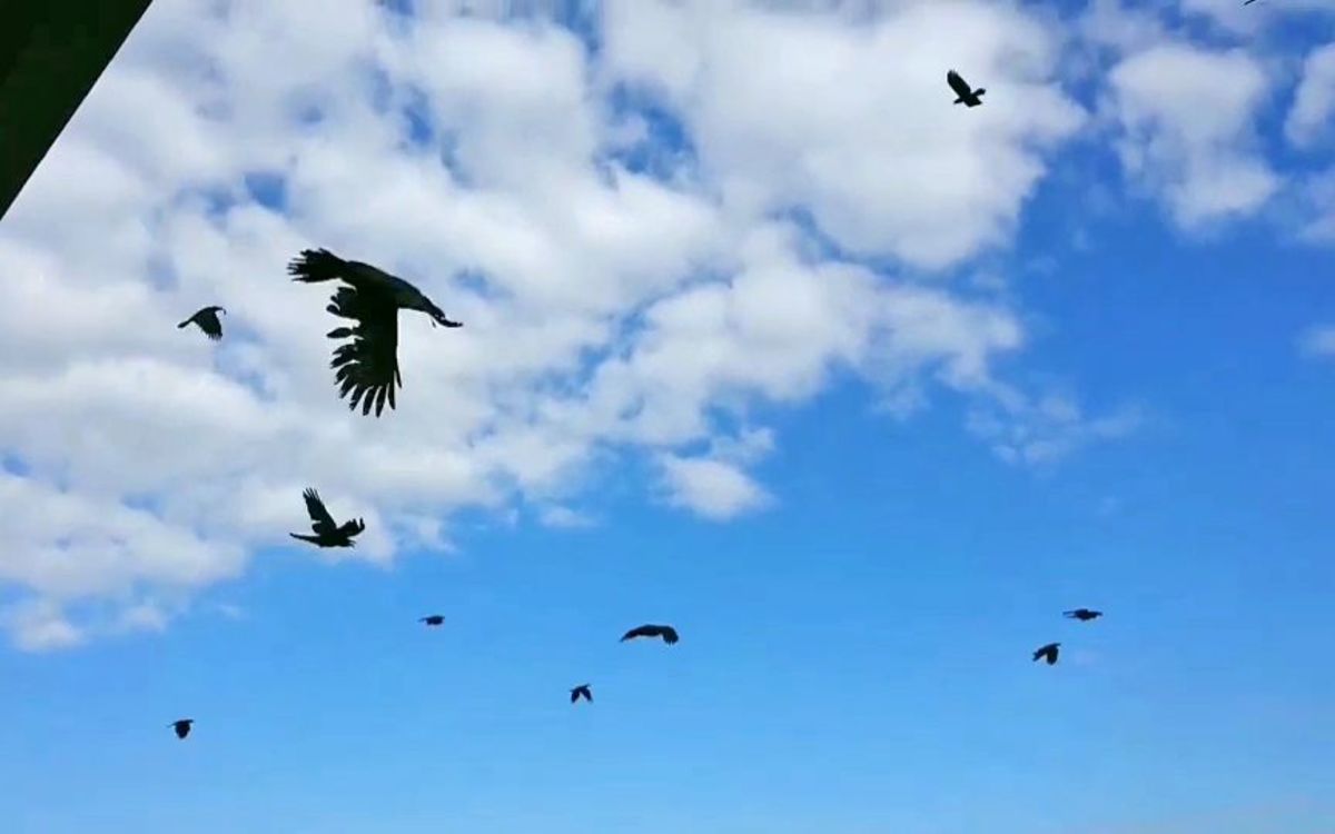 耐え難い悪臭が 50代男性が経験した高級マンションの 罠 カメムシ発生 カラスも飛来 文春オンライン